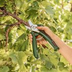 Notre test de Sécateur sans-fil Bosch – EasyPrune Edition